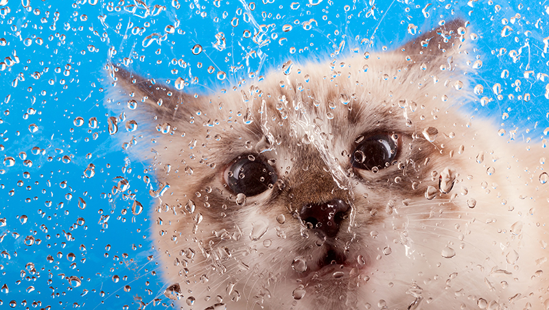 כיצד לעודד חתול לשתות מים