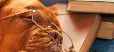 כלב ישן עם משקפיים וספרים