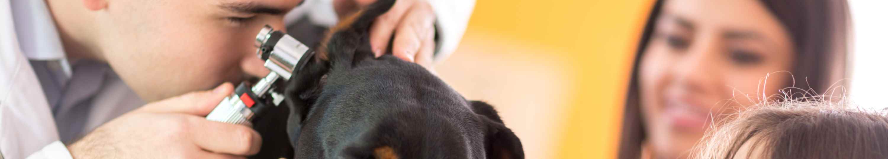 A veterinarian checks a dog