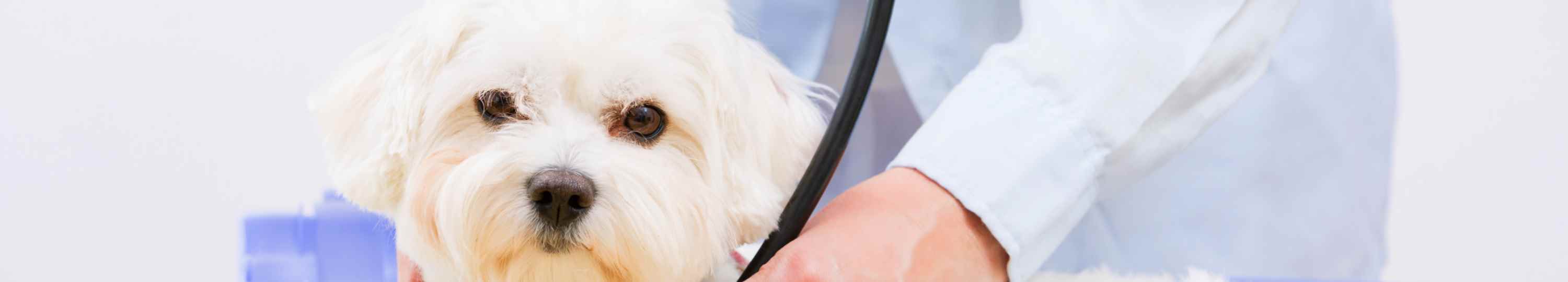 בדיקות רפואיות של כלב ע"י וטרינר
